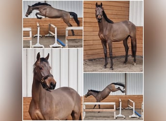 KWPN, Caballo castrado, 4 años, Castaño