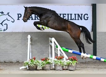 KWPN, Caballo castrado, 4 años, Castaño