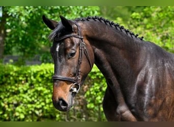 KWPN, Caballo castrado, 4 años, Castaño