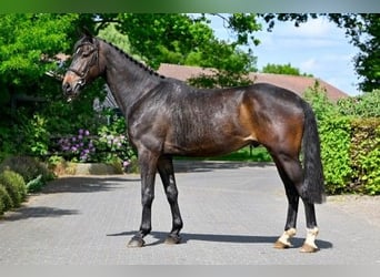 KWPN, Caballo castrado, 4 años, Castaño