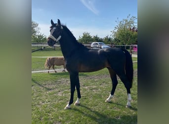 KWPN, Caballo castrado, 5 años, 156 cm, Castaño rojizo