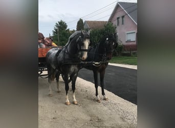 KWPN, Caballo castrado, 5 años, 156 cm, Castaño rojizo