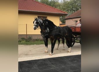 KWPN, Caballo castrado, 5 años, 156 cm, Castaño rojizo