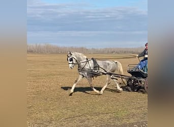 KWPN, Caballo castrado, 5 años, 158 cm, Tordo