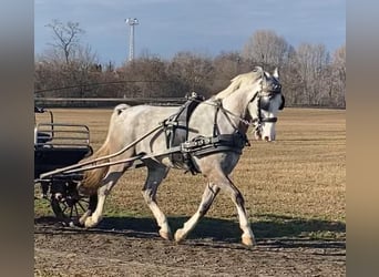 KWPN, Caballo castrado, 5 años, 158 cm, Tordo