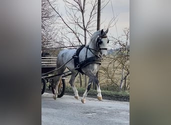 KWPN, Caballo castrado, 5 años, 158 cm, Tordo