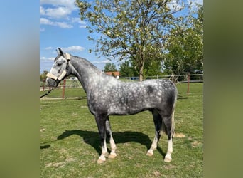 KWPN, Caballo castrado, 5 años, 158 cm, Tordo