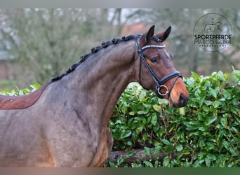 KWPN, Caballo castrado, 5 años, 162 cm, Castaño