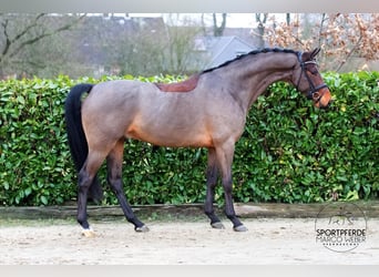 KWPN, Caballo castrado, 5 años, 162 cm, Castaño