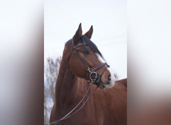 KWPN, Caballo castrado, 5 años, 162 cm, Castaño