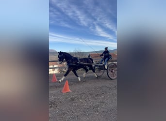 KWPN, Caballo castrado, 5 años, 162 cm, Castaño oscuro