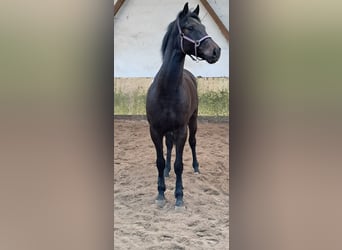 KWPN, Caballo castrado, 5 años, 162 cm, Castaño oscuro