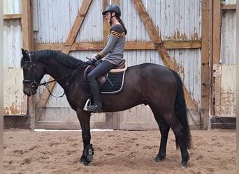 KWPN, Caballo castrado, 5 años, 162 cm, Castaño oscuro