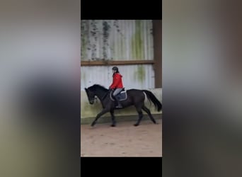 KWPN, Caballo castrado, 5 años, 162 cm, Castaño oscuro