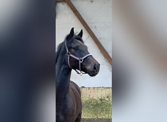 KWPN, Caballo castrado, 5 años, 162 cm, Castaño oscuro