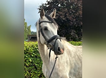 KWPN, Caballo castrado, 5 años, 162 cm, Tordo