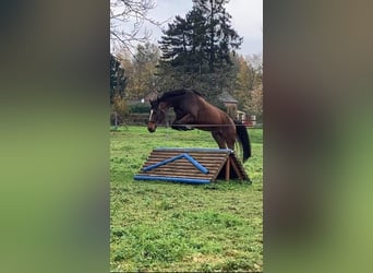 KWPN, Caballo castrado, 5 años, 163 cm, Castaño