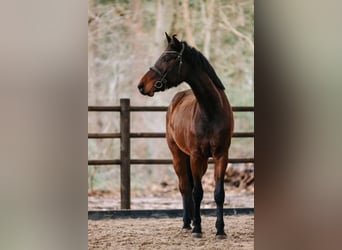 KWPN, Caballo castrado, 5 años, 163 cm, Castaño