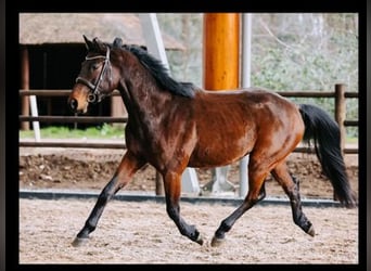 KWPN, Caballo castrado, 5 años, 163 cm, Castaño