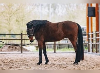 KWPN, Caballo castrado, 5 años, 163 cm, Castaño