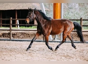 KWPN, Caballo castrado, 5 años, 163 cm, Castaño