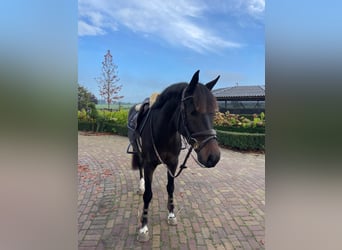 KWPN, Caballo castrado, 5 años, 163 cm, Morcillo