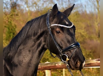 KWPN, Caballo castrado, 5 años, 163 cm, Negro