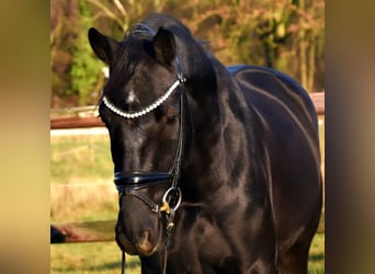 KWPN, Caballo castrado, 5 años, 163 cm, Negro