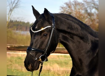 KWPN, Caballo castrado, 5 años, 163 cm, Negro