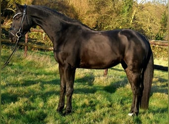 KWPN, Caballo castrado, 5 años, 163 cm, Negro