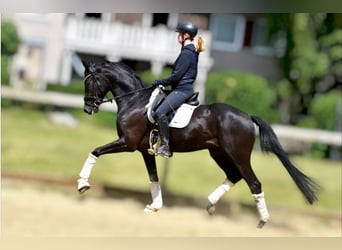 KWPN, Caballo castrado, 5 años, 163 cm, Negro