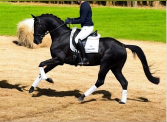 KWPN, Caballo castrado, 5 años, 163 cm, Negro