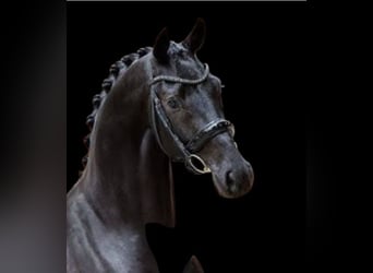 KWPN, Caballo castrado, 5 años, 163 cm, Negro