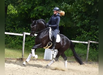KWPN, Caballo castrado, 5 años, 163 cm, Negro