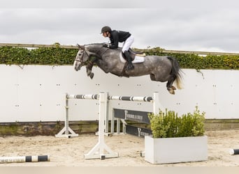 KWPN, Caballo castrado, 5 años, 163 cm, Tordo