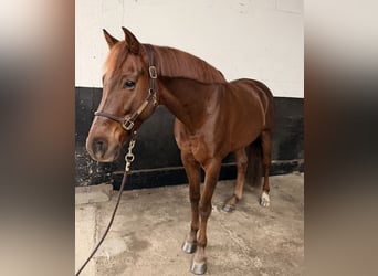KWPN, Caballo castrado, 5 años, 164 cm, Alazán-tostado