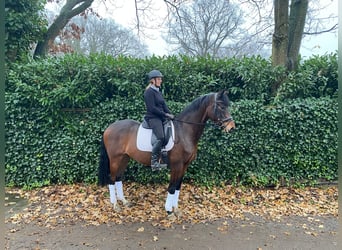 KWPN, Caballo castrado, 5 años, 164 cm, Castaño oscuro