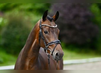 KWPN, Caballo castrado, 5 años, 164 cm, Castaño oscuro