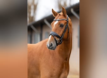 KWPN, Caballo castrado, 5 años, 165 cm, Alazán