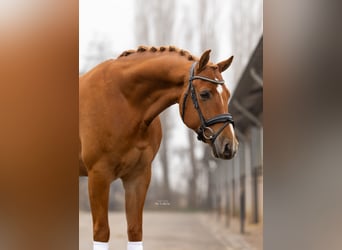 KWPN, Caballo castrado, 5 años, 165 cm, Alazán