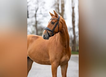 KWPN, Caballo castrado, 5 años, 165 cm, Alazán