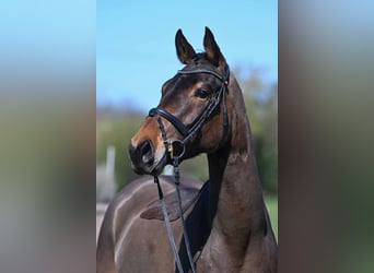 KWPN, Caballo castrado, 5 años, 165 cm, Castaño