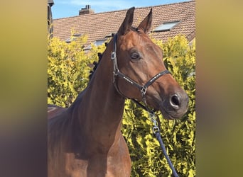 KWPN, Caballo castrado, 5 años, 165 cm, Castaño