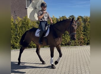 KWPN, Caballo castrado, 5 años, 165 cm, Castaño