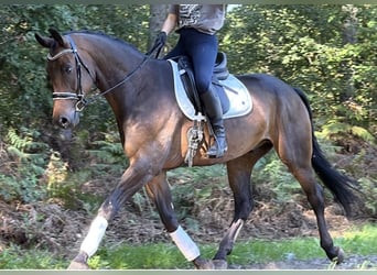 KWPN, Caballo castrado, 5 años, 165 cm, Castaño