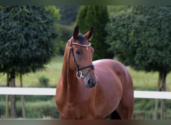 KWPN, Caballo castrado, 5 años, 165 cm, Castaño