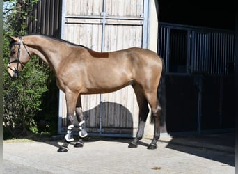 KWPN, Caballo castrado, 5 años, 165 cm, Castaño