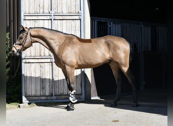 KWPN, Caballo castrado, 5 años, 165 cm, Castaño