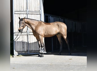 KWPN, Caballo castrado, 5 años, 165 cm, Castaño