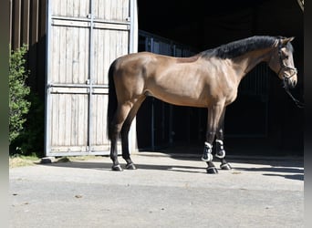 KWPN, Caballo castrado, 5 años, 165 cm, Castaño